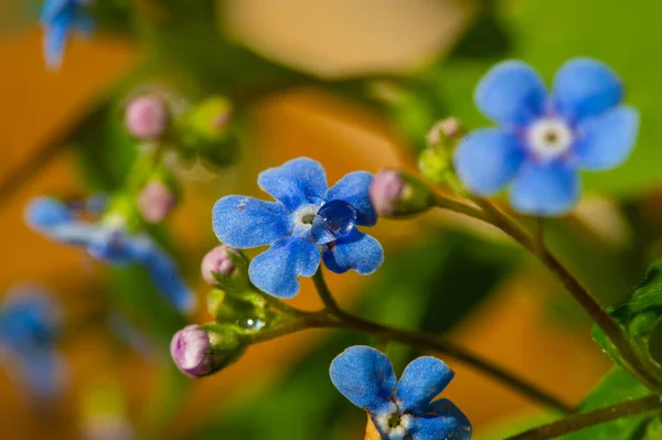 Olvídame Flor Myosotis Pequeña Flor Azul Que Olvida Fue Utilizada —  Fotos de Stock