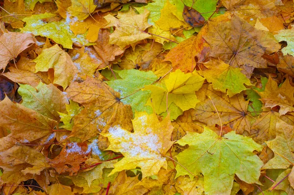 Herbst Ahornblatt Eine Abgeflachte Struktur Einer Höheren Pflanze Ähnlich Einer — Stockfoto