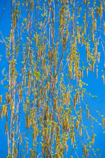 spring buds on trees. Leaves appear on trees in spring. They burst from the buds, in which they have been inactive all winter. Sunlight causes the leaves to bloom.