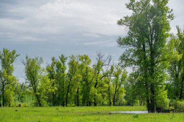 Bahar manzarası. Doğayla iç içe olmak, orman nehri, tasarımın için arka plan uzun ve soğuk bir kıştan sonra daha fazla güneş ışığı ve daha sıcak havanın olması güzel..