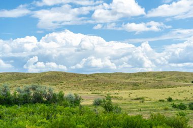 Çayır, veld, ormansız bozkır, nemli ve kurak iklim bölgesinde bitkisel hayata sahip. Çayır bitkileri kalıcı yanıklara adapte olup güçlü yeraltı yapıları geliştirirler.