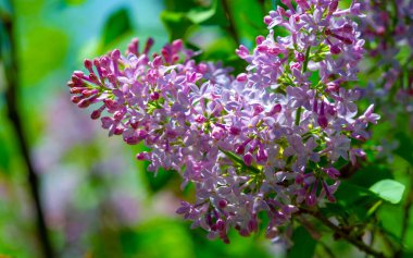 Leylak çiçeği New Hampshire 'ın eyalet çiçeği olarak seçildi çünkü Granit Eyaletteki erkek ve kadınların inatçı karakterlerini sembolize ediyor. Şırınga bayağıdır.