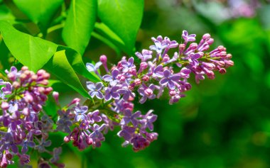 Leylak çiçeği New Hampshire 'ın eyalet çiçeği olarak seçildi çünkü Granit Eyaletteki erkek ve kadınların inatçı karakterlerini sembolize ediyor. Şırınga bayağıdır.