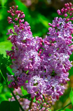 Leylak çiçeği New Hampshire 'ın eyalet çiçeği olarak seçildi çünkü Granit Eyaletteki erkek ve kadınların inatçı karakterlerini sembolize ediyor. Şırınga bayağıdır.