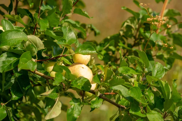 Summer Landscape Wild Apples End August Fruit Tree Rose Family — Stock Photo, Image