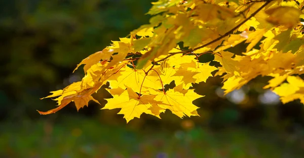 Autumn Maple Leaves Autumn Colors Gifted Mood September October November — Stock Photo, Image