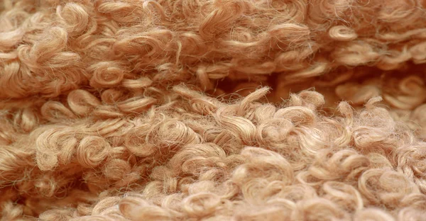 카라쿨 베이지 아스타 양고기 수없을 정도로 모피를 양고기 — 스톡 사진