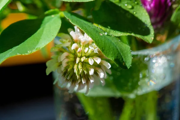Trifolium Meadowsweet Una Especie Herbácea Plantas Con Flores Familia Fabaceae — Foto de Stock