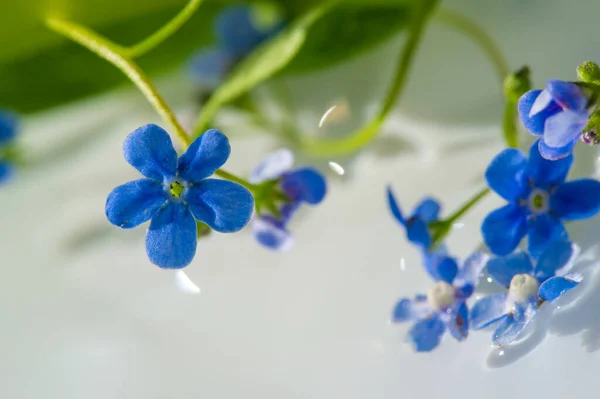 forget-me-not flower. Myosotis The small blue forget-me-not flower was first used by the Grand Lodge of Zur Sonne in 1926 as a Masonic emblem at the annual convention in Bremen, Germany