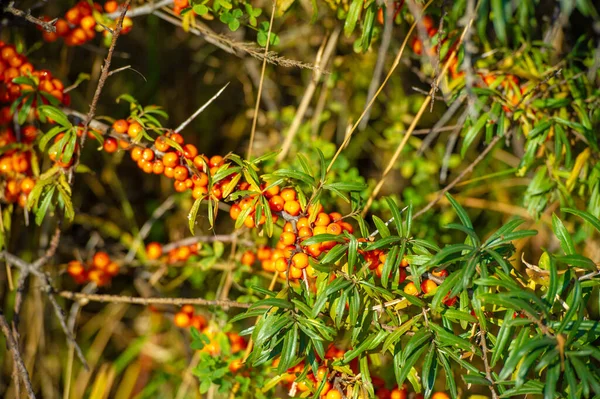 Sea Buckthorn Used Treat Heart Disease Skin Conditions Edema Inflammation — Stock Photo, Image