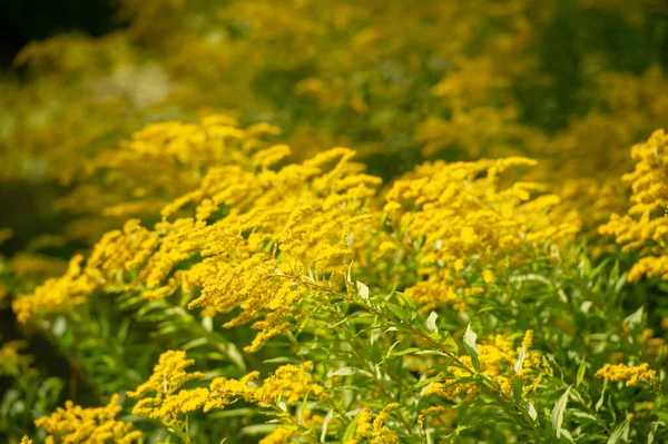 Solidago Genellikle Altın Çubuk Olarak Adlandırılır Bunların Çoğu Otlaklar Çayırlar — Stok fotoğraf