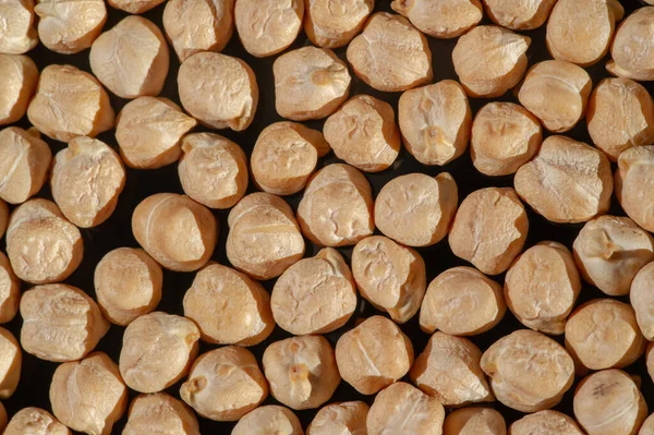 ヒヨコ豆 様々な品種は グラムまたはベンガルグラム ガルバンゾ豆 エジプトのエンドウとして知られています ひよこ豆の種はタンパク質が豊富です これは最初の栽培マメ科植物の1つです — ストック写真