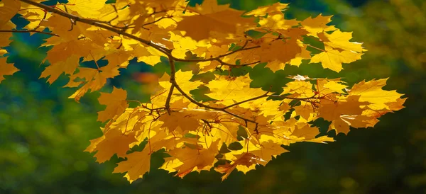 Herbstliche Ahornblätter Herbstliche Farben Und Begabte Stimmung September Oktober November — Stockfoto