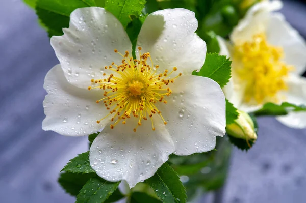 Rose Hip Rosehip Accessory Fruit Rose Plant Herbal Teas Jam — Stock Photo, Image
