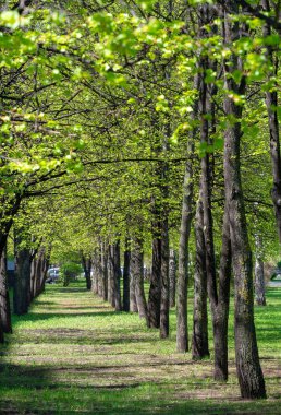 Şehrin park alanı. Belediye parklarının ortak özellikleri arasında oyun alanları, bahçeler, yürüyüş, koşu ve spor yolları veya yollar, dizginleme yolları, spor alanları ve mahkemeler yer alıyor..