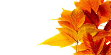 Akçaağaç yaprağı soyutlanmış, sonbahar yaprakları kırmızı ve turuncu arkaplanda, sonbaharın başlarında sonbahar, sonbahar dokularıyla bitki boyası