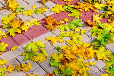 Sonbahar akçaağaç yaprağı, daha yüksek bir bitkinin düz bir yapısıdır. Direk sapına ya da gövdesine bağlı bir bıçağa benzer. Yapraklar fotosentez ve dönüşümün ana organlarıdır.