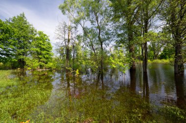 Bahar manzarası. Doğayla iç içe olmak, orman nehri, tasarımın için arka plan uzun ve soğuk bir kıştan sonra daha fazla güneş ışığı ve daha sıcak havanın olması güzel..
