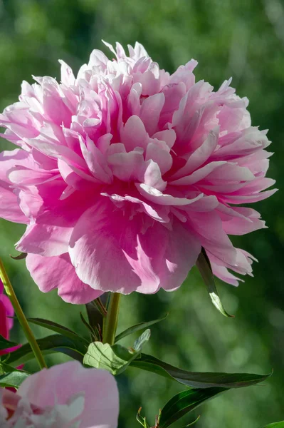 Die Pfingstrose Oder Paeony Sie Kommen Aus Asien Europa Und — Stockfoto