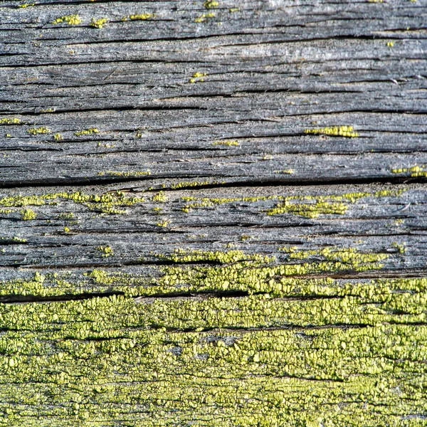 Alghe Licheni Muschio Una Tavola Legno Formano Spesso Verdi Grigi — Foto Stock