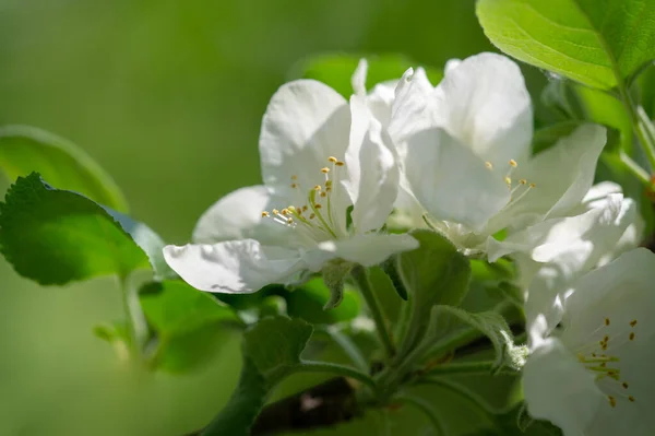 Apple trees flowers. Think about what these trees are doing to bring us their delicious fruit. The period from spring to autumn is short to transform pollinated flowers into juicy apples.