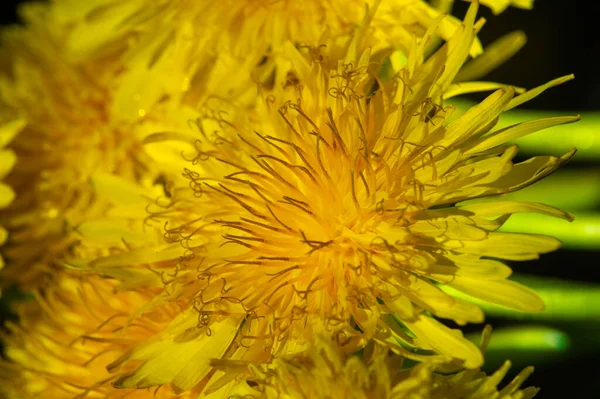 Λουλούδια Πικραλίδας Ιθαγενείς Αμερικανοί Χρησιμοποιούσαν Φυτό Για Τρόφιμα Και Φάρμακα — Φωτογραφία Αρχείου