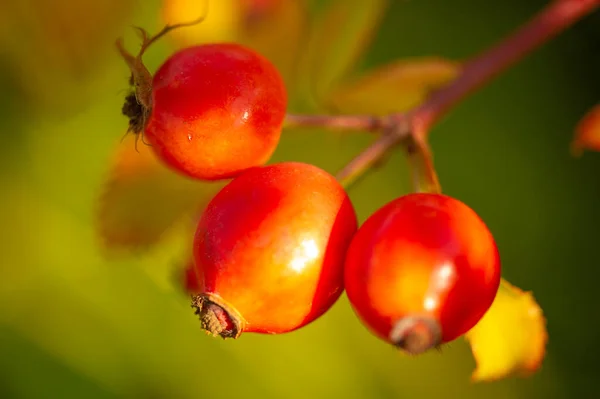 Verschwommenes Foto Geringe Schärfentiefe Hagebutten Enthalten Viele Antioxidantien Hauptsächlich Polyphenole — Stockfoto