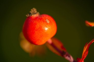 Bulanık fotoğraf, sığ alan derinliği. Gül kalçalar büyük miktarda antioksidan içerir, özellikle polifenol ve askorbik asit, karotenoit ve B ve E vitaminleri gibi..