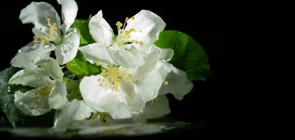 Fleurs Pommiers Pensez Que Ces Arbres Font Pour Nous Apporter — Photo