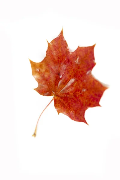 Image Blurry Multicolored Maple Leaves Autumn Background — Stock Photo, Image