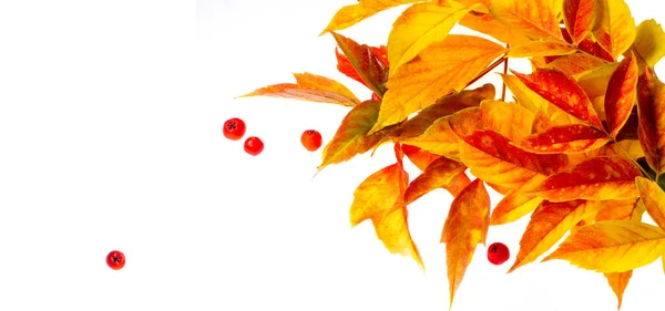 Esdoorn Blad Geïsoleerd Herfst Bladeren Een Witte Achtergrond Van Rode — Stockfoto