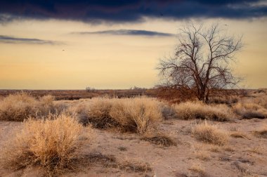Steppe. İlkbaharda, çukurlu göller ve yüksek bazalt kayalarıyla kaplı pitoresk fundalık bozkır, turistlere kar ve yağmura karşı sıcak ve canlı bir alternatif sunuyor..