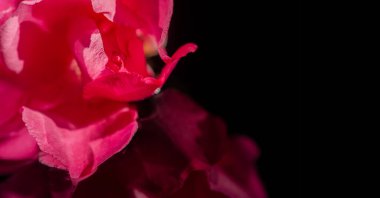 Neryum zakkum en çok Neryum olarak bilinir. Virginia Beach, Virginia gibi büyüyor. Kaliforniya ve Teksas 'ın orta şeritlerinde kilometrelerce zakkum çalıları var..