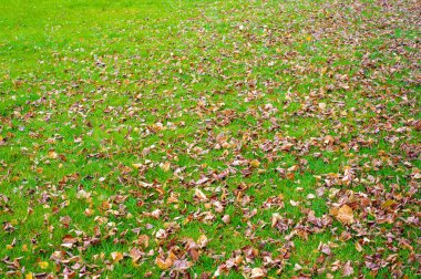 Sonbahar fotoğrafçılığı, sonbaharda yapraklar, yılın bu zamanında ağaçlar turuncu, kırmızı ve bakır çiçeklerden koparak canlanıyor.