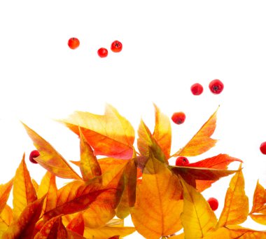 Akçaağaç yaprağı soyutlanmış, sonbahar yaprakları kırmızı ve turuncu arkaplanda, sonbaharın başlarında sonbahar, sonbahar dokularıyla bitki boyası