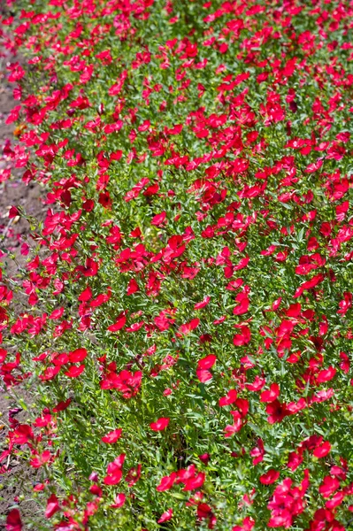 Linum Grandiflorum Lin Rouge Lin Écarlate Framboise Vient Algérie Grandiflorum — Photo