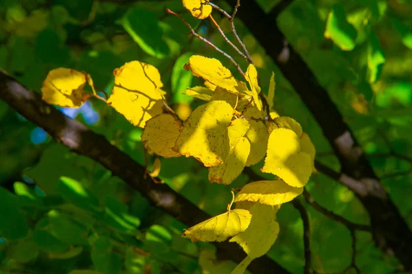 Herbstfotografie Blätter Herbst Dieser Zeit Des Jahres Scheinen Die Bäume — Stockfoto