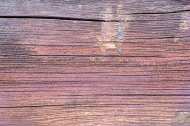 Yosun, leylek ve yosun, tahta bir tahtanın üzerinde. Genellikle yeşil ya da gri, tozlu ya da yosun, liken ve yosun oluştururlar. Genellikle yeşil oluştururlar.