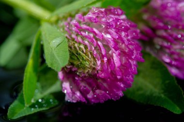 Trifolium meadowsweet, baklagiller (Fabaceae) familyasından Avrupa, batı Asya ve kuzeybatı Afrika 'da yetişen bir bitki türü..