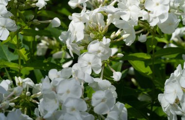 Panik halindeki phlox, siyanotik ailede çiçek açan bir bitki türüdür. Doğal olarak, derelerin kıyısında ve nemli orman alanlarında yetişir..