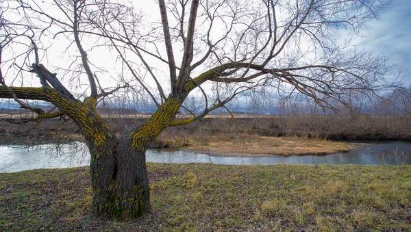 Outono Paisagem Inverno Novembro Final Mês Uma Época Triste Sombria — Fotografia de Stock