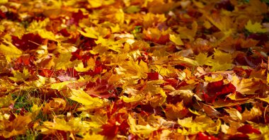 Sonbahar akçaağaç yaprakları. Sonbahar renkleri ve yetenekli ruh hali. Eylül Kasım, en zengin, en parlak ve en canlı renklerden biridir..