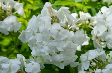 Panik halindeki phlox, siyanotik ailede çiçek açan bir bitki türüdür. Doğal olarak, derelerin kıyısında ve nemli orman alanlarında yetişir..