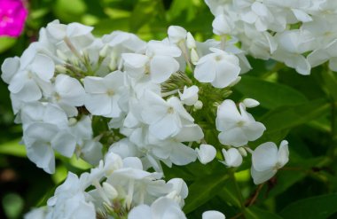 Panik halindeki phlox, siyanotik ailede çiçek açan bir bitki türüdür. Doğal olarak, derelerin kıyısında ve nemli orman alanlarında yetişir..