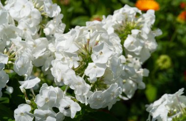 Panik halindeki phlox, siyanotik ailede çiçek açan bir bitki türüdür. Doğal olarak, derelerin kıyısında ve nemli orman alanlarında yetişir..