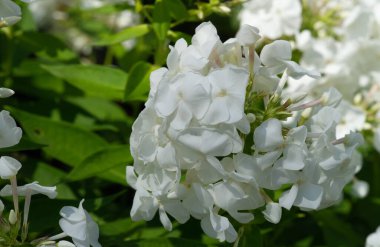 Panik halindeki phlox, siyanotik ailede çiçek açan bir bitki türüdür. Doğal olarak, derelerin kıyısında ve nemli orman alanlarında yetişir..