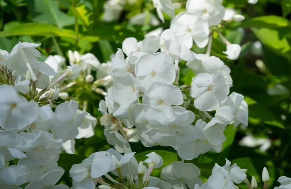 Panik halindeki phlox, siyanotik ailede çiçek açan bir bitki türüdür. Doğal olarak, derelerin kıyısında ve nemli orman alanlarında yetişir..