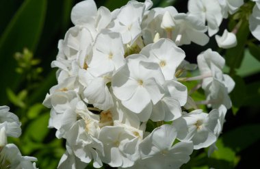 Panik halindeki phlox, siyanotik ailede çiçek açan bir bitki türüdür. Doğal olarak, derelerin kıyısında ve nemli orman alanlarında yetişir..