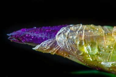 İris, Yunanlılar için gökkuşağı anlamına gelen Yunanca 'da gökkuşağı demek. Gökkuşağı, güzel hızlı tanrıça Iris Zeus' u ve Hera 'nın habercisiydi. Gökkuşağı ve dünya arasındaki yolu gökkuşağı olan Hera' nın habercisiydi.