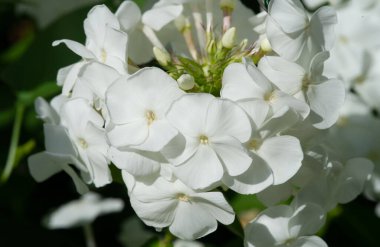 Şehrin park alanı. Belediye parklarının ortak özellikleri arasında oyun alanları, bahçeler, yürüyüş, koşu ve spor yolları veya yollar, dizginleme yolları, spor alanları ve mahkemeler yer alıyor..